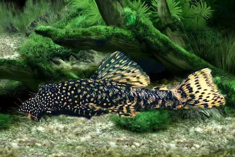 Ankistrus (Ancistrus cirrhosus)