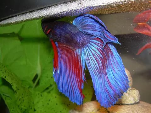 Beta (Betta splendens)
