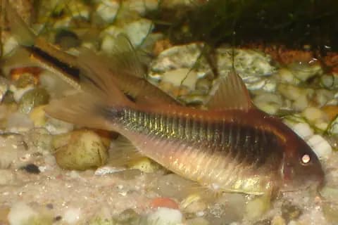 Bronz corydoras (Corydoras aeneus)