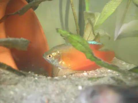 Cüce gurami (Trichogaster lalius)
