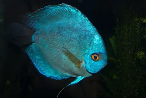 Diskus (Symphysodon aequifasciatus)