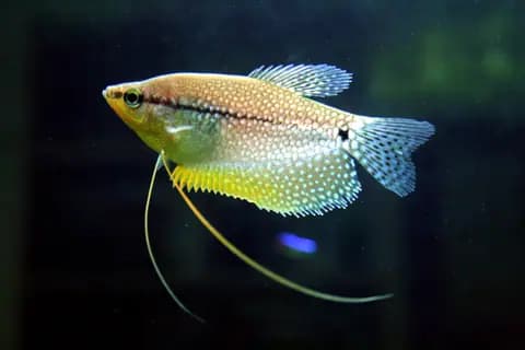 İnci gurami (Trichopodus leerii)
