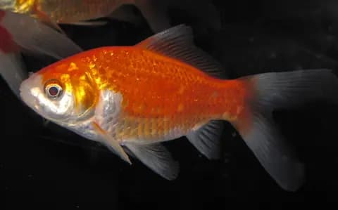 Japon balığı (Carassius auratus)
