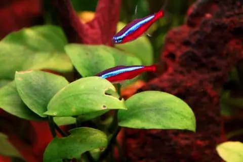 Kardinal tetra (Paracheirodon axelrodi)