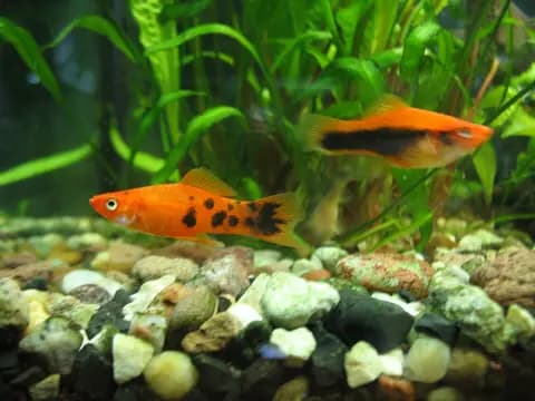Kılıçkuyruk (Xiphophorus hellerii)