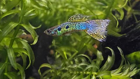 Lepistes (Poecilia reticulata)