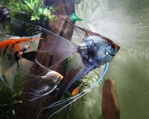 Melek balığı (Pterophyllum scalare)