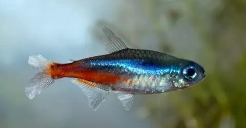 Neon tetra (Paracheirodon innesi)